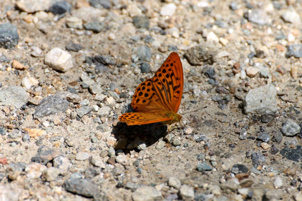 Argynnis paphia